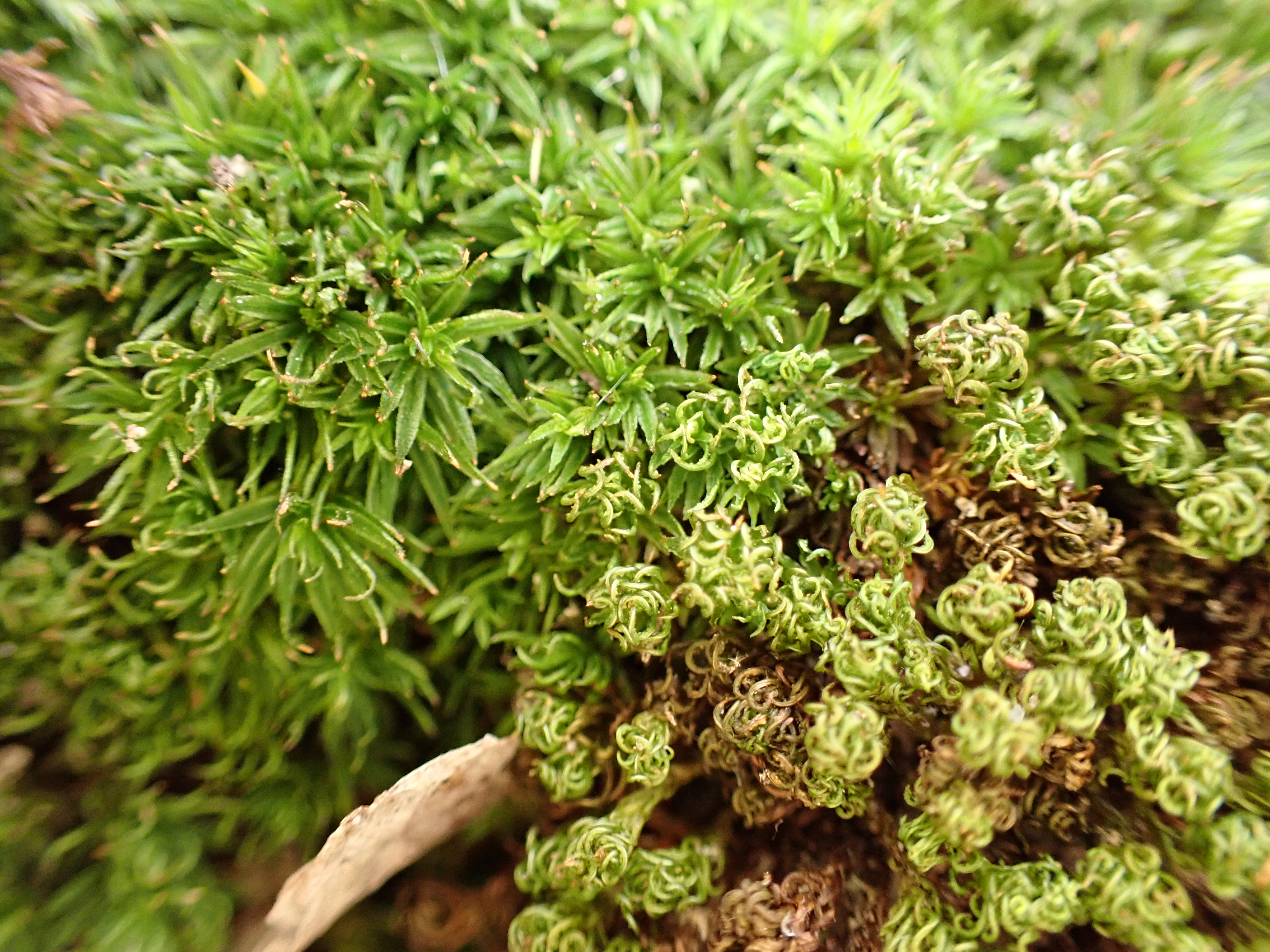 Moss – Mosses of Missouri and Beyond