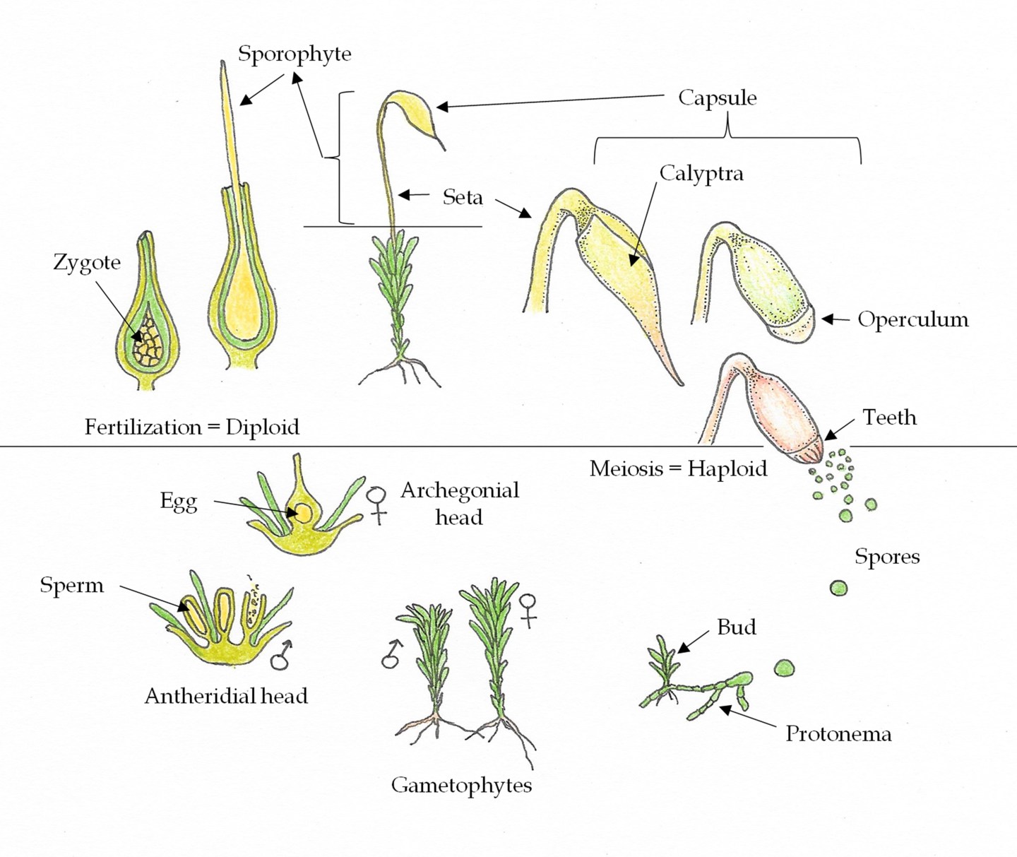 Moss – Mosses of Missouri and Beyond