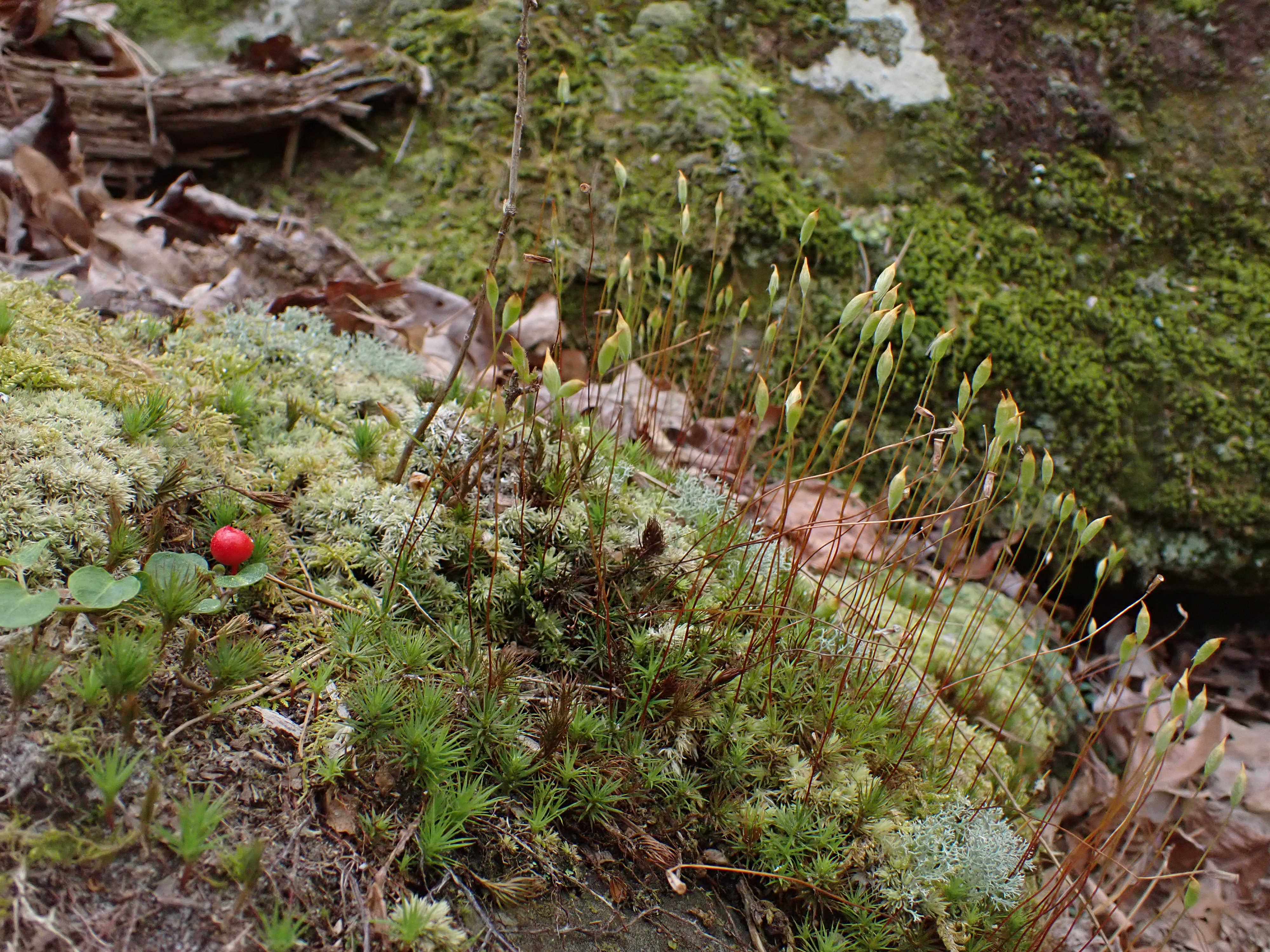 Moss – Mosses of Missouri and Beyond