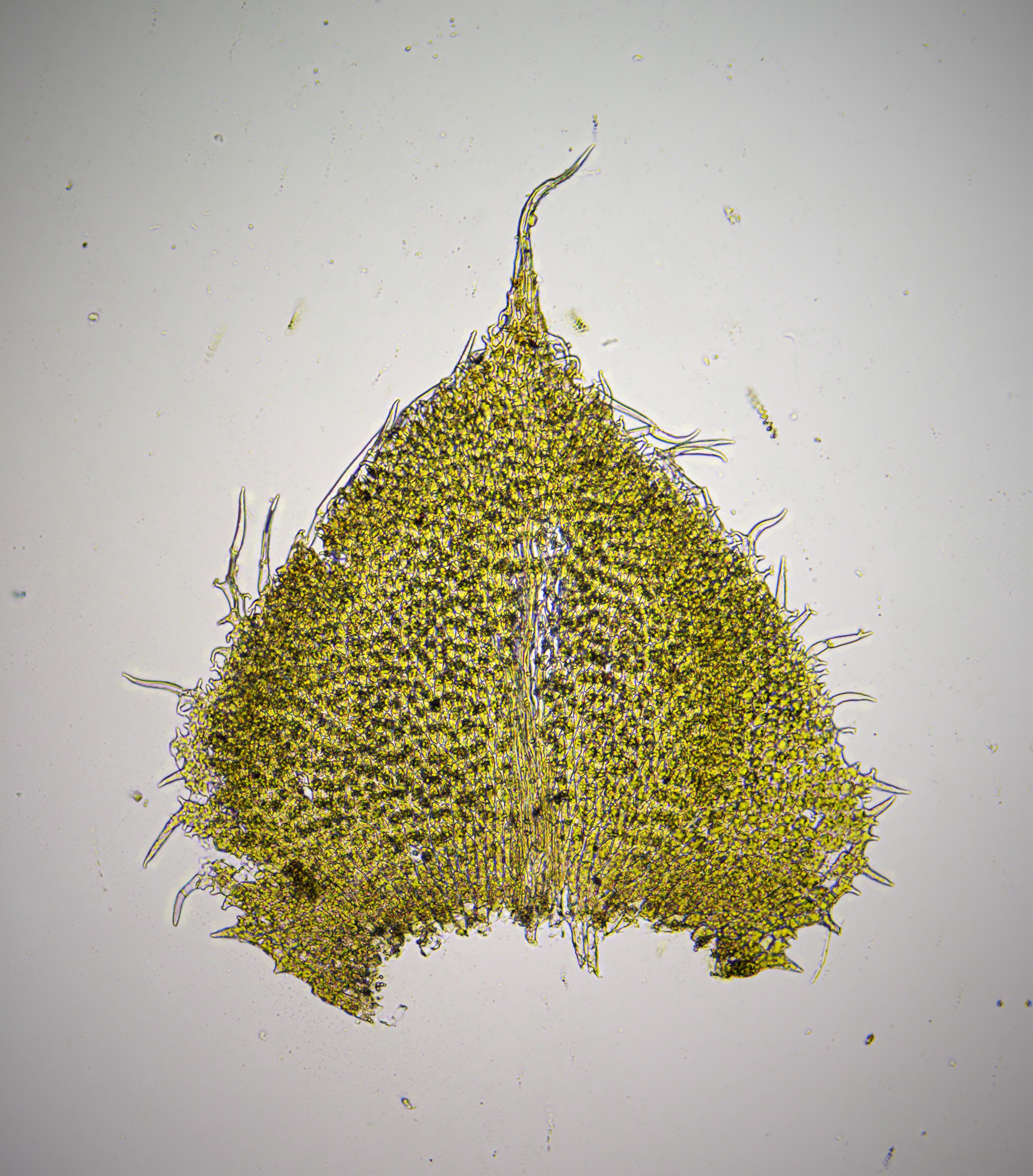 Moss – Mosses of Missouri and Beyond
