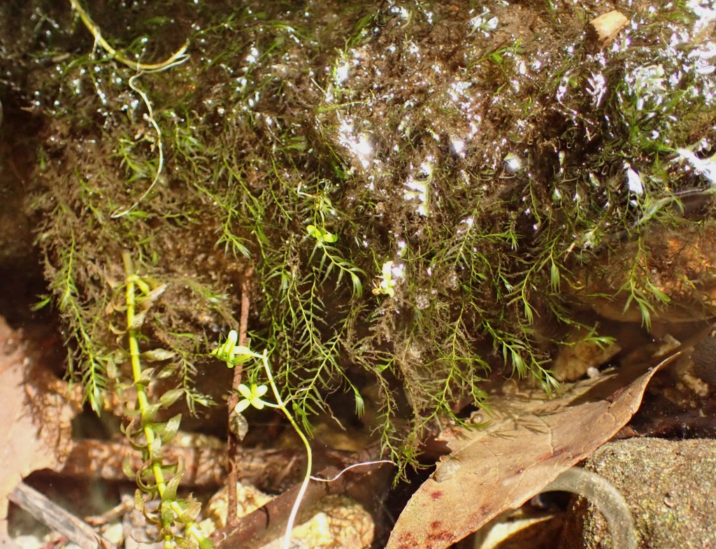 Close up of Fissidens fontanus
