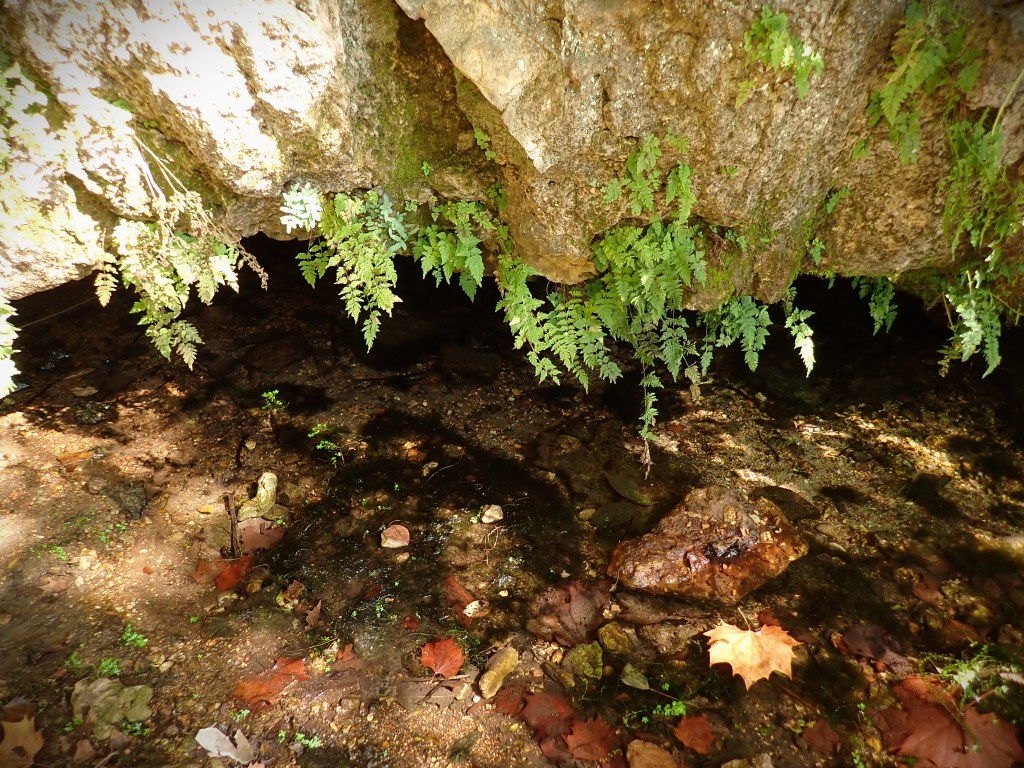 The dark green masses of Fissidens fontanus under the limestone ledge and the mouth of the spring.