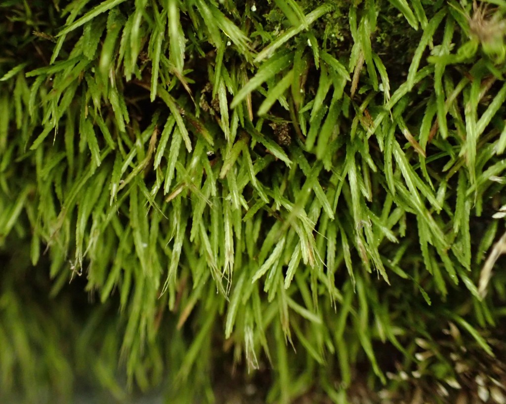 The Bryophyte Conservation&nbsp;Alliance