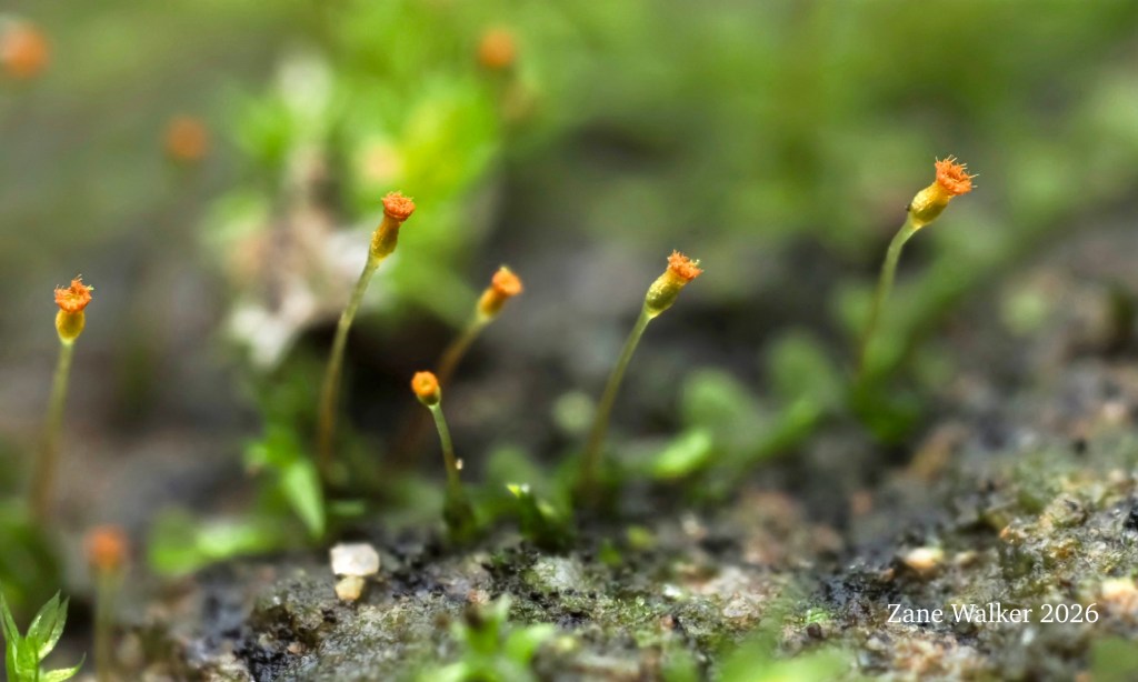 Bryophyte Crawl at Rocky Hollow NA
